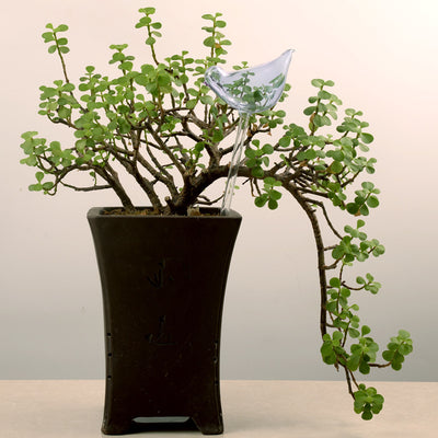 Self-Watering Glass Bird for Plants - Decorative & Functional