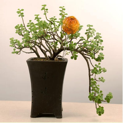 Self-Watering Glass Bird for Plants - Decorative & Functional