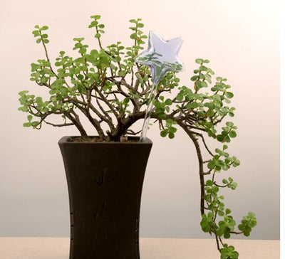 Self-Watering Glass Bird for Plants - Decorative & Functional