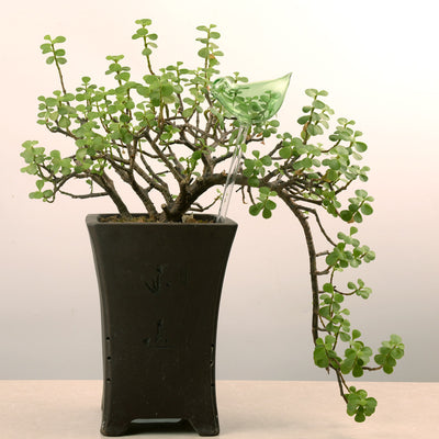 Glass bird self-watering device in a potted plant