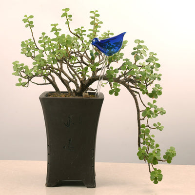 Glass bird self-watering device in a potted plant